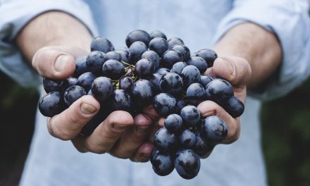 Tamjanika – Ponos vinogradarstva u Srbiji