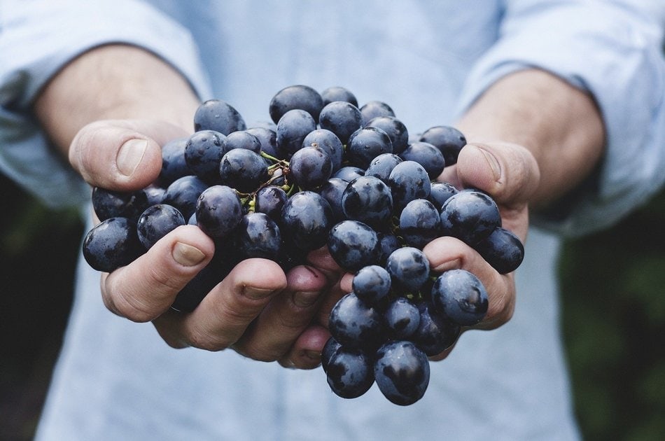 Tamjanika – Ponos vinogradarstva u Srbiji