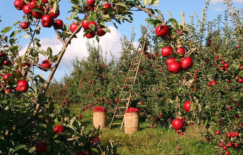 Berba i odlezavanje po potrebi